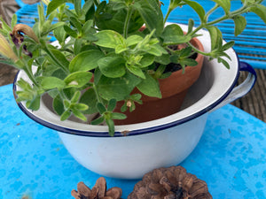 Vintage Enamel Chamber Pot … Quirky Planter Perhaps ?